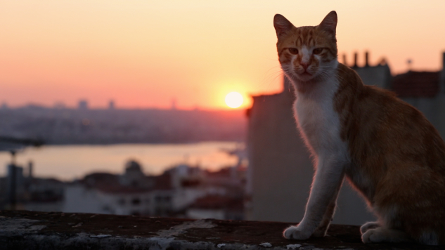 Kedi Filmleri: Kedi (2017)