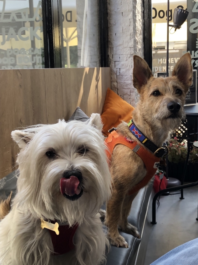 Jack's Dog Cafe: Kadıköy'ün Sevimli Dostunuza Özel Mekanı