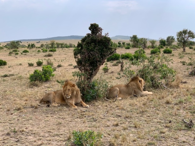 Masai Mara'da Safari