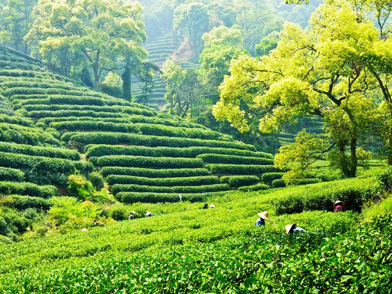 Hangzhou: Çin'in Meşhur Yeşil Çay Şehri