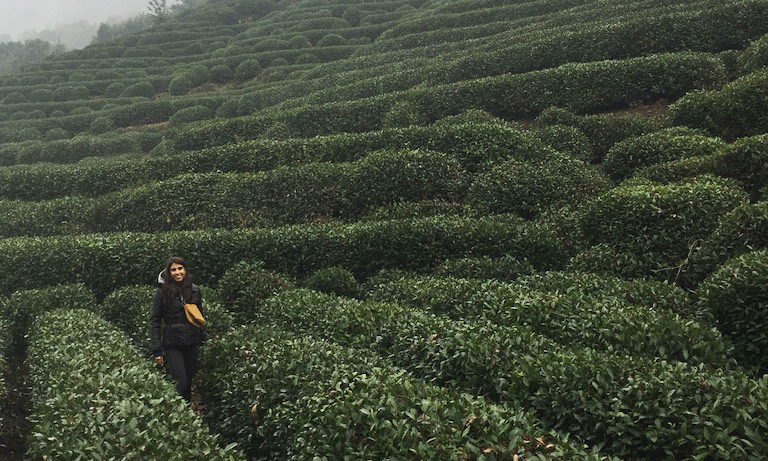  Longjing Köyü Yeşil Çay Tarlaları