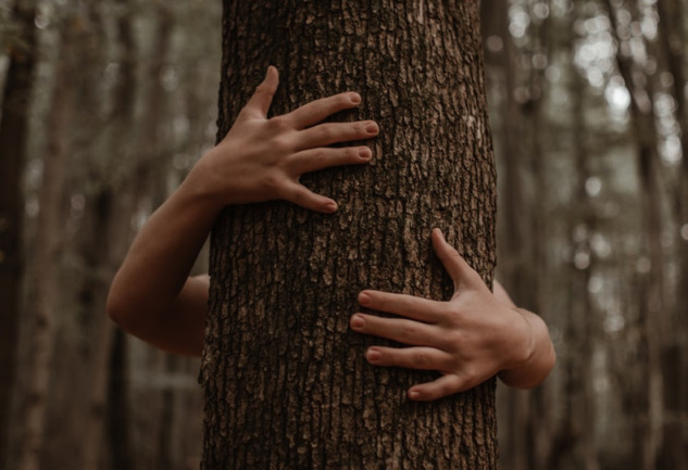 Ağaçlara Sarılmak: Doğayla Gelen Eşsiz Bir Huzur Bulma Hali