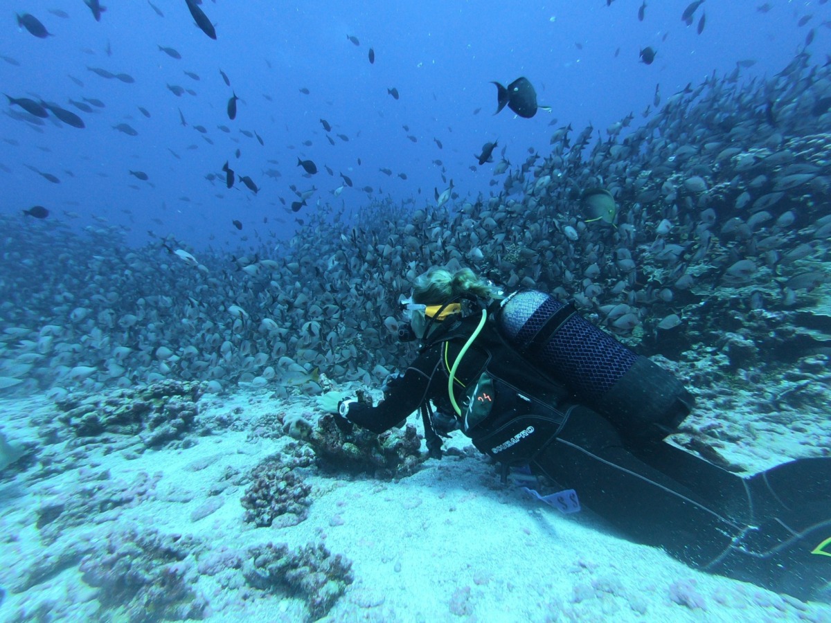 Scuba Diving (Tüplü Dalış) 