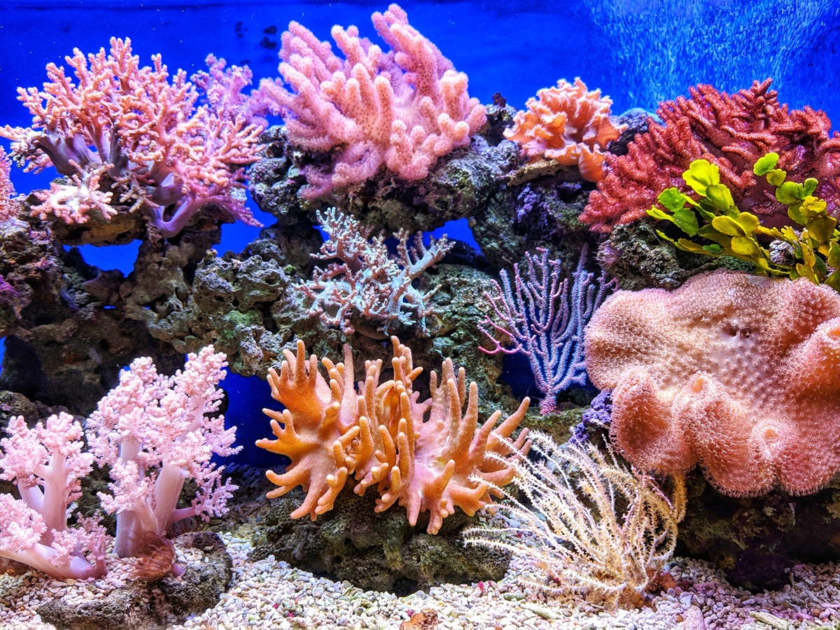 Mercan Resifleri 