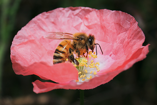 Arılar: Yaşamın Kaynağı Canlılara Dair Her Şey