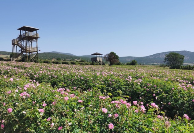 Güller Diyarı Isparta'da: Hasat Zamanı