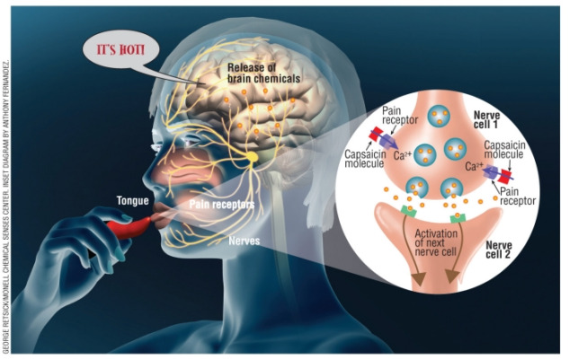 kapsaisin_american-chemical-society