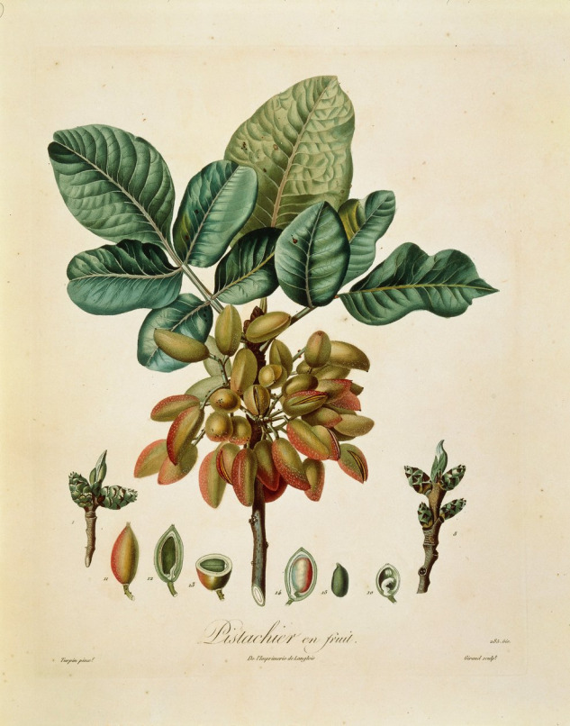 pierre_jean_francois_turpin_-_pistachio_pistacia_vera_by_francois_turpin_-_meisterdrucke-1089464