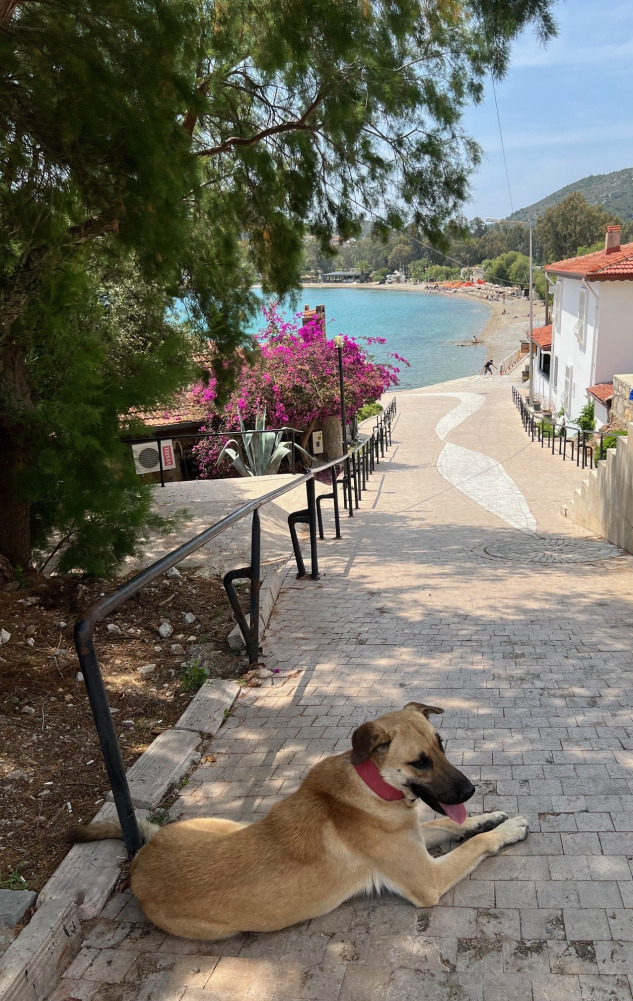 datca-yol-3