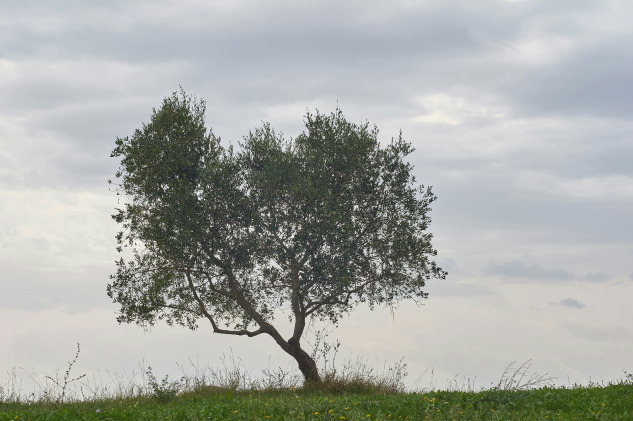 Fotoğraf Altyazısı | Wolfgang Hasselmann (unsplash.com)