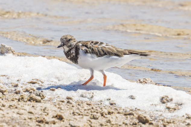 vecteezy_ruddy-turnstone-in-australasia_25929512