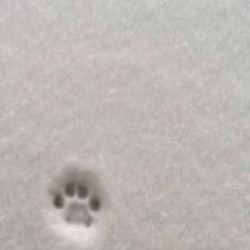 M Bg