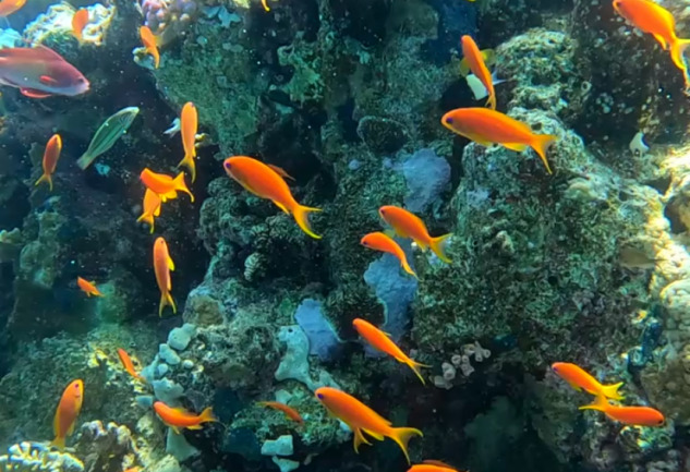Kızıldeniz’de Scuba Diving: Bir Matrix Deneyimi