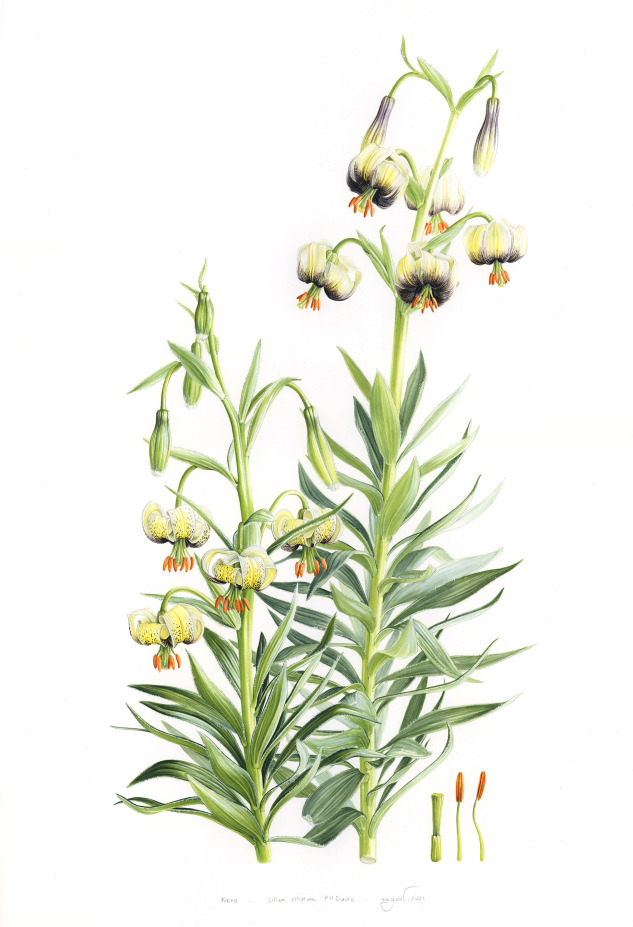 2021-lilium-ciliatum