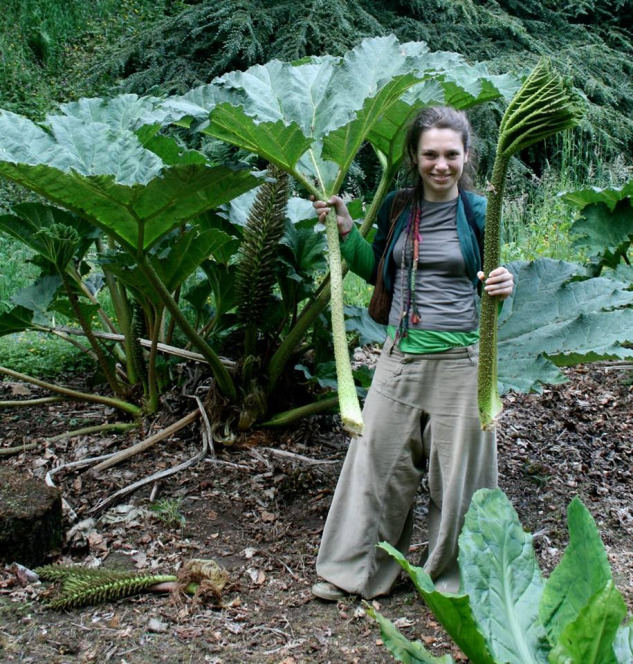 gunnera-tinctoria-bitkisini-toplarken-2010