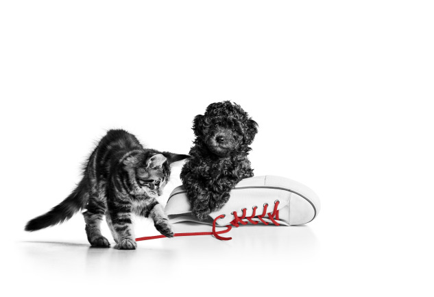 10 Yıllık Bir Hikâye: Royal Canin’in Türkiye Yolculuğu