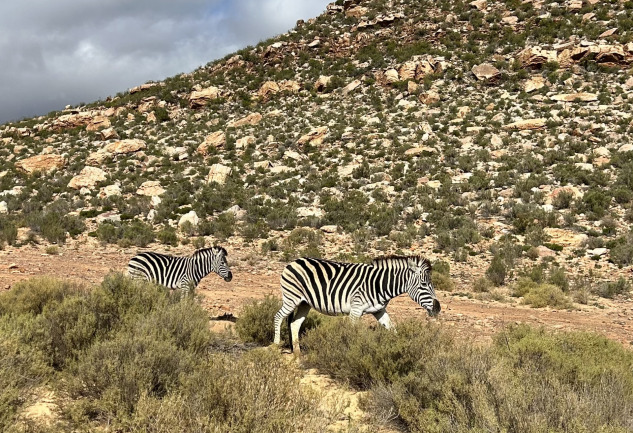 Cape Town: Penguenlerden Safariye Uzanan Bir Yolculuk